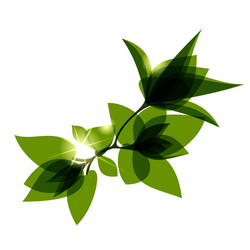 Green leaves tree branch Royalty Free Vector Image