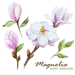 Magnolia set Royalty Free Vector Image - VectorStock