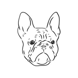 line art french bulldog with three difference Vector Image