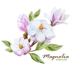 Set of bouquets magnolia flowers isolated Vector Image