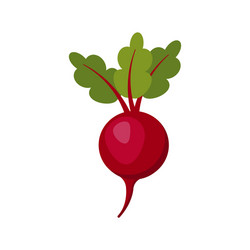 beet isolated on white background vector