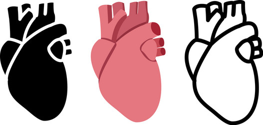 Real human heart in flat style vector