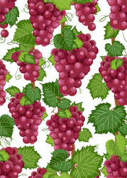 Grape Vine Pattern - Red Grapes vector image