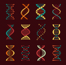 dna icons with helices of human genes vector