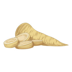 fresh parsnip root being sliced for a healthy meal vector image