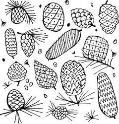 Cedar cone background sketch for your design vector