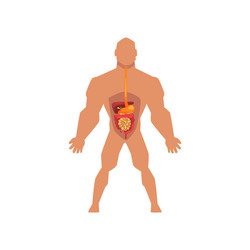 human biological digestive system anatomy vector