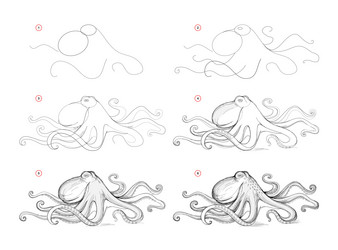 Step-by-Step Octopus Drawing Tutorial vector image