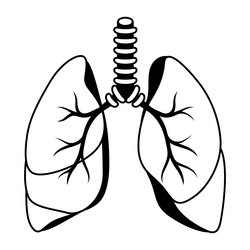 Lungs internal organ human body vector