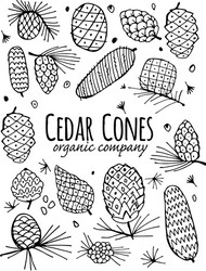 Cedar cone background sketch for your design vector