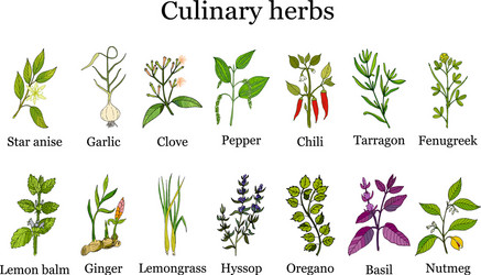 Hand drawn set of culinary herbs and spices vector