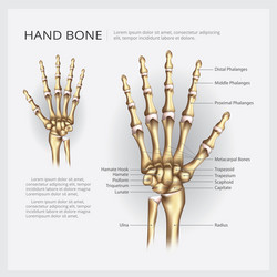 Arm and hand bone Royalty Free Vector Image - VectorStock