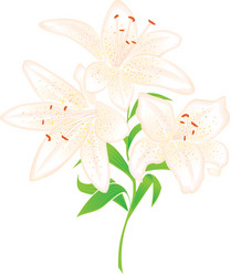 Spring flower pink lily daylily Royalty Free Vector Image