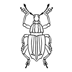 isolated contour drawing of a beetle on white vector image