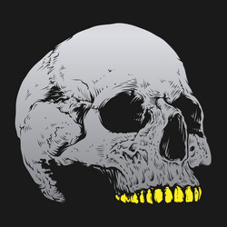 skull and bones design vector image