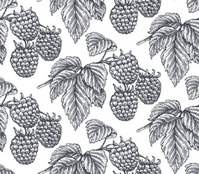 Hand Drawn Raspberry Pattern vector image