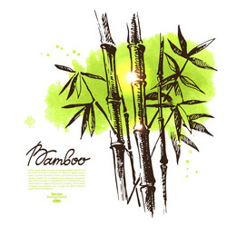 Hand Drawn Bamboo Watercolor Background Vector Image