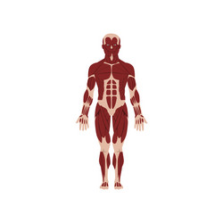 Human skeletal system anatomy of body vector