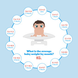 average baby weight baweight Vector Image
