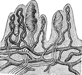 papillae of the skin vintage vector