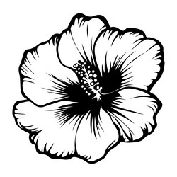 garden flower on a white background Vector Image