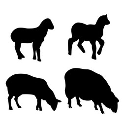 Sheeps Royalty Free Vector Image - VectorStock