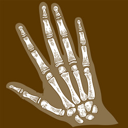Hand anatomy Royalty Free Vector Image - VectorStock