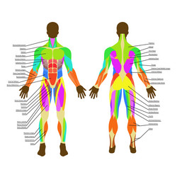 Human muscles the female body Royalty Free Vector Image
