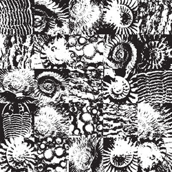 Ancient Seashell Pattern vector image