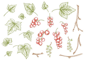 red currant ripe berries on branch vector image