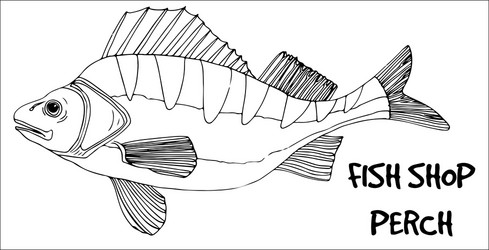 perch fish doodle in lines on white background Vector Image