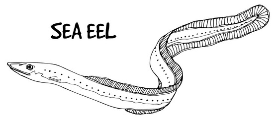 sea eel in lines on white background vector