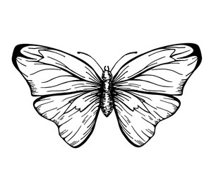 Butterfly with open wings top view vector