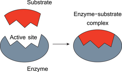 Enzyme-Substrate Complex: Lock and Key Model vector image