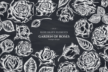 Floral design with chalk roses vector
