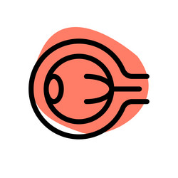 Eye ball has a number of components which include vector