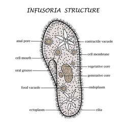 structure infusoria ciliates vector