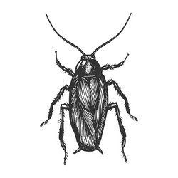 Cockroach Sketch - Scratch Board Style vector image