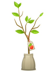 Seedling apple tree with tag vector