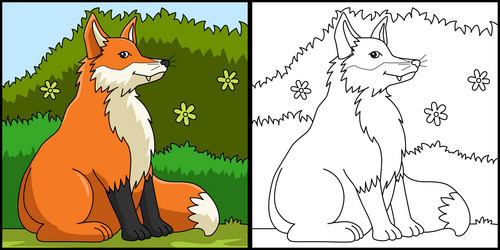 Fox coloring page colored Royalty Free Vector Image