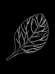 spinach single leaf isolated on black background vector image