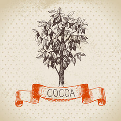 Cocoa Bean Sketch - Chocolate Background vector image