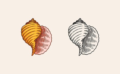 sea shell or mollusca different forms engraved vector