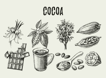 Cocoa Bean Chocolate Sketch Set vector image