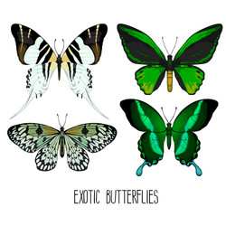 Stunning Butterfly Collection Vector Image