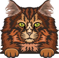 norwegian forest cat color peeking cats vector