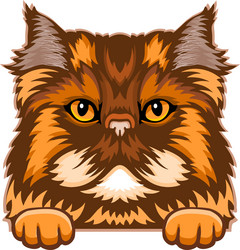 persian cat color peeking cats breed vector