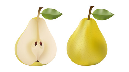 Pears set on white background vector