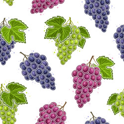 grapes seamless pattern vector image