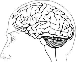 Structure of human brain section schematic Vector Image